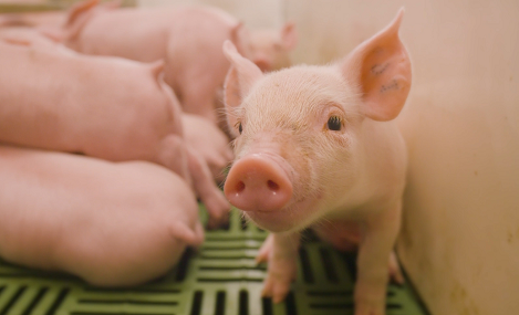 새끼 돼지에 마비를 일으키는 신종 바이러스 발견