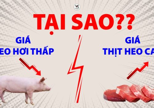 왜 생돈 가격이 낮은데 소비자는 돼지고기를 비싼 가격에 사야 할까?