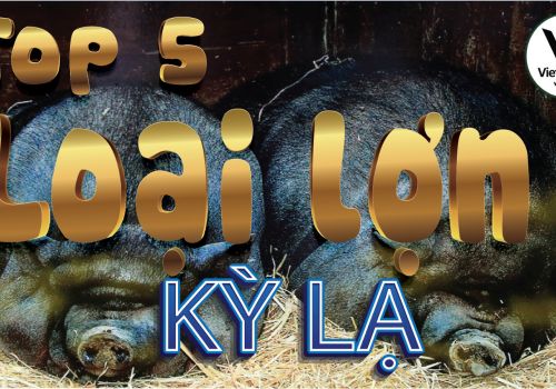 세계에서 가장 이상한 돼지 품종 TOP 5