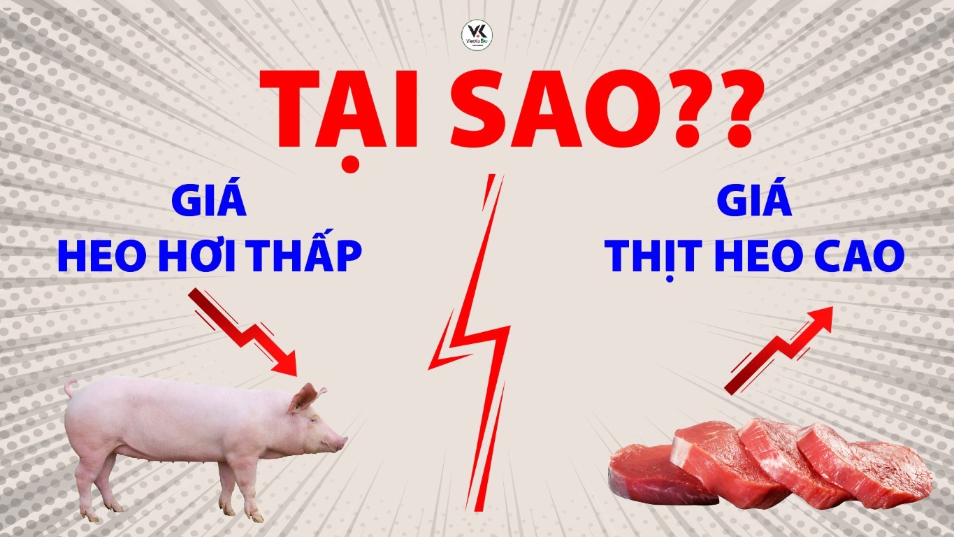 왜 생돈 가격이 낮은데 소비자는 돼지고기를 비싼 가격에 사야 할까?