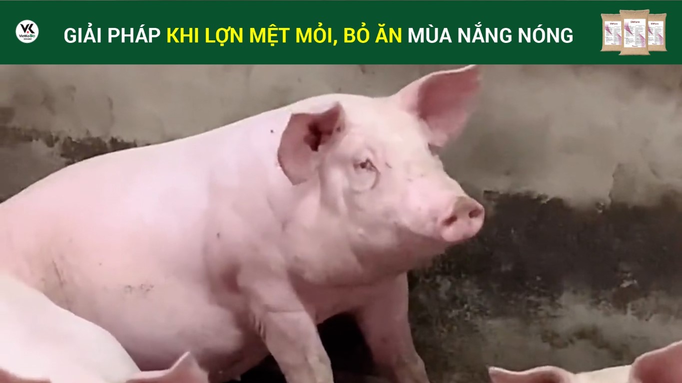 더운 계절에 피곤하고 식욕이 없어지는 돼지를 위한 해결책