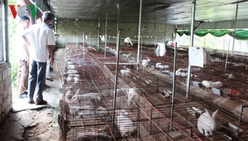 trại nuôi 1000 con lợn